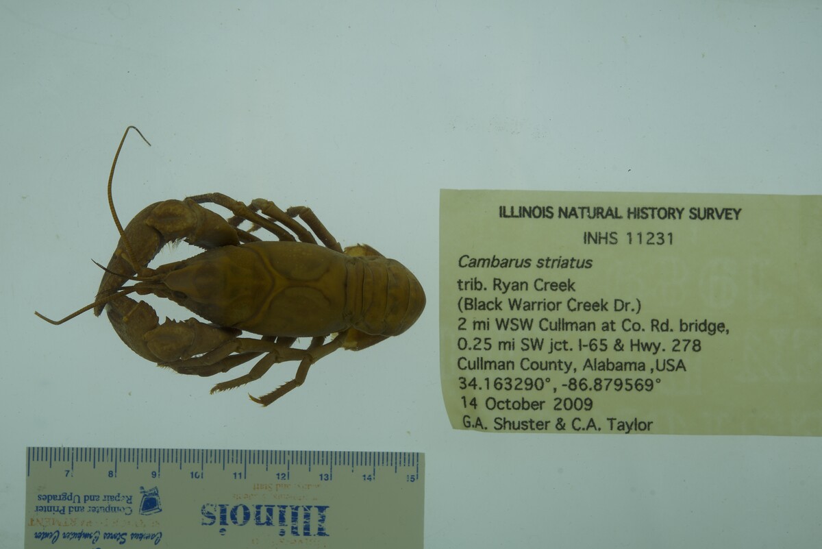 Cambarus striatus image